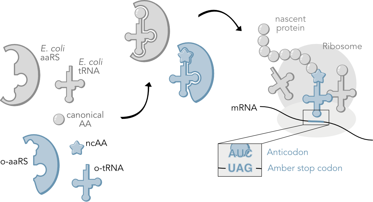 Scheme of genetic code expansion for ncAA incorporation